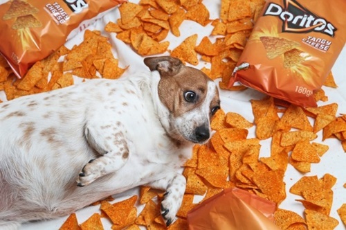 Dogilike.com :: ʹ! Ңͧµ͹͢ ӵٺ˹ѡԹ