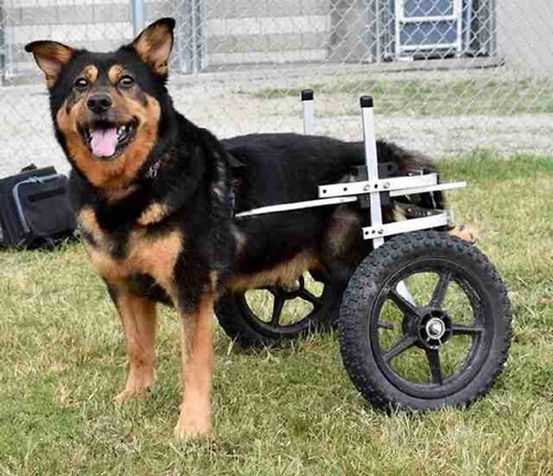 Dogilike.com :: ͹ѹ! ˹Ѻ§ٺҵõͧ