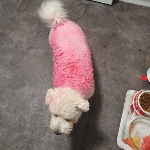 Dogilike.com :: ٺ Peppa Pig ѧس١ 3 Ҵˡ!