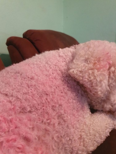 Dogilike.com :: ٺ Peppa Pig ѧس١ 3 Ҵˡ!