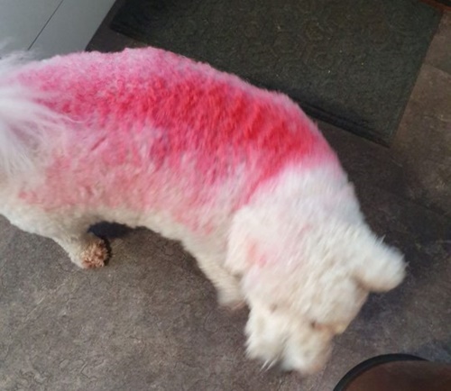 Dogilike.com :: ٺ Peppa Pig ѧس١ 3 Ҵˡ!