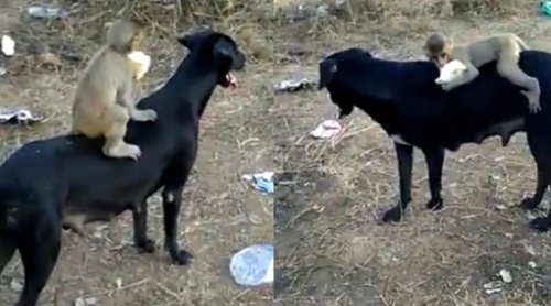 Dogilike.com :: ŷš! Ի١ԧѧҵٺ ԵҾѡҧ¾ѹ