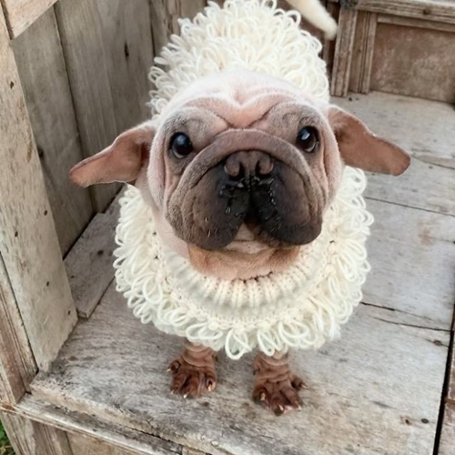 Dogilike.com :: ѧš! ҵٺ Yoda ҡҾ¹ѧ Star Wars
