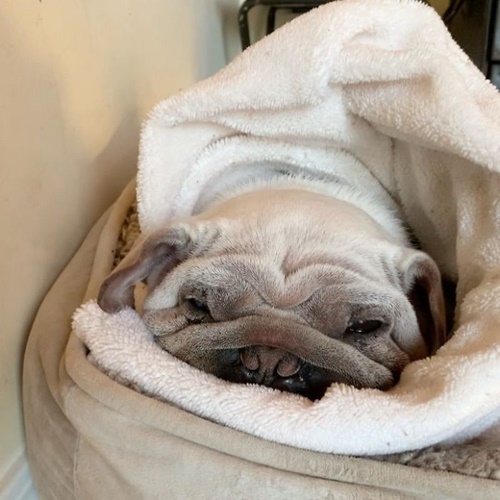 Dogilike.com :: ѧš! ҵٺ Yoda ҡҾ¹ѧ Star Wars