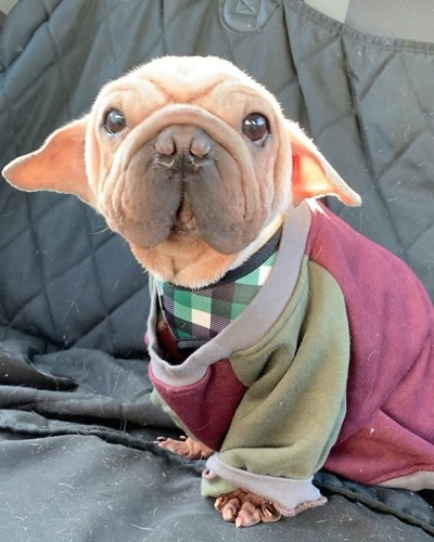 Dogilike.com :: ѧš! ҵٺ Yoda ҡҾ¹ѧ Star Wars