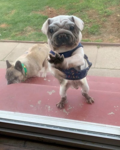 Dogilike.com :: ѧš! ҵٺ Yoda ҡҾ¹ѧ Star Wars