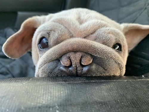 Dogilike.com :: ѧš! ҵٺ Yoda ҡҾ¹ѧ Star Wars