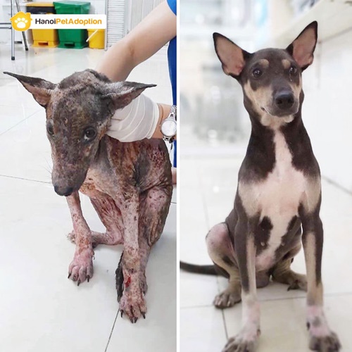 Dogilike.com :: ҾҹͧҡѺ¹ŧѧ١!