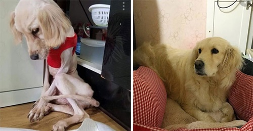 Dogilike.com :: ҾҹͧҡѺ¹ŧѧ١!