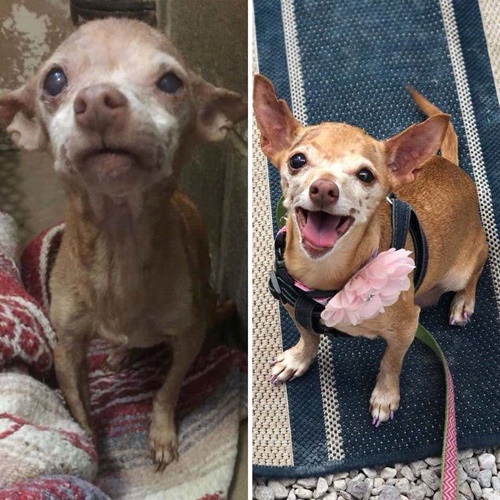 Dogilike.com :: ҾҹͧҡѺ¹ŧѧ١!