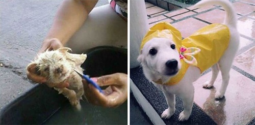 Dogilike.com :: ҾҹͧҡѺ¹ŧѧ١!