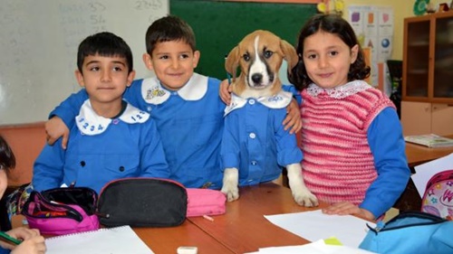 Dogilike.com :: 繴! ͵ٺǹ¡硹ѡ¹жá