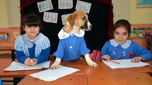 Dogilike.com :: 繴! ͵ٺǹ¡硹ѡ¹жá