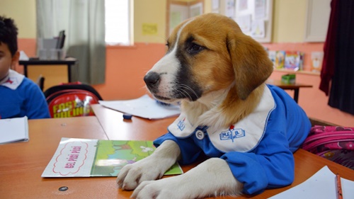 Dogilike.com :: 繴! ͵ٺǹ¡硹ѡ¹жá