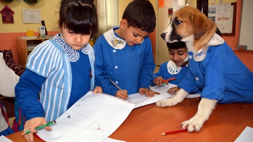 Dogilike.com :: 繴! ͵ٺǹ¡硹ѡ¹жá