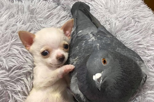 Dogilike.com :: ҧ¾ѹ! ١Թդ繹ҺԹ 