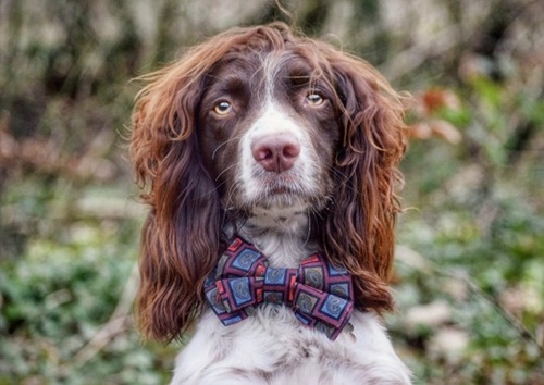 Dogilike.com ::  Finley ٺ¨ʹԴԹʵ !