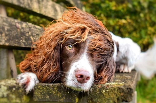 Dogilike.com ::  Finley ٺ¨ʹԴԹʵ !