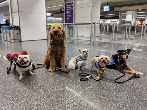 Dogilike.com :: ʹԹСѹ 22 ͧ 1 ҪŴ´!