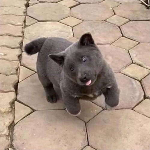 Dogilike.com :: Ǣ! ʧµǹǡѹ