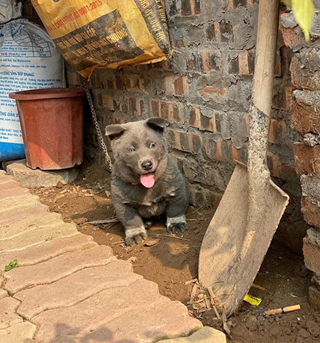 Dogilike.com :: Ǣ! ʧµǹǡѹ