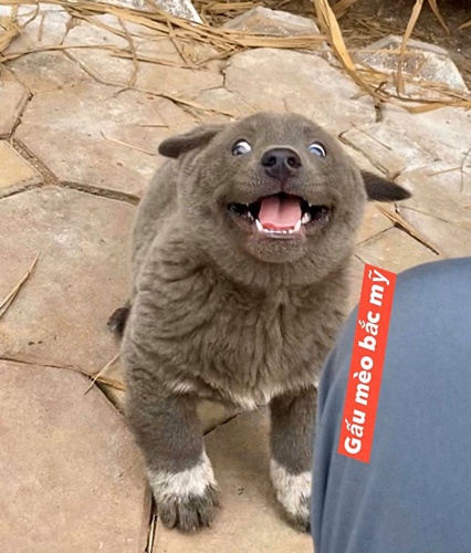 Dogilike.com :: Ǣ! ʧµǹǡѹ