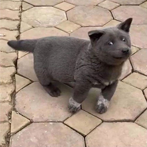 Dogilike.com :: Ǣ! ʧµǹǡѹ