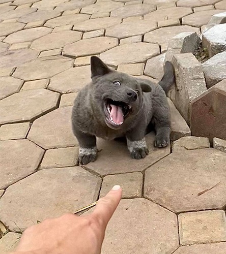 Dogilike.com :: Ǣ! ʧµǹǡѹ