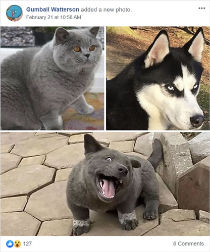 Dogilike.com :: Ǣ! ʧµǹǡѹ