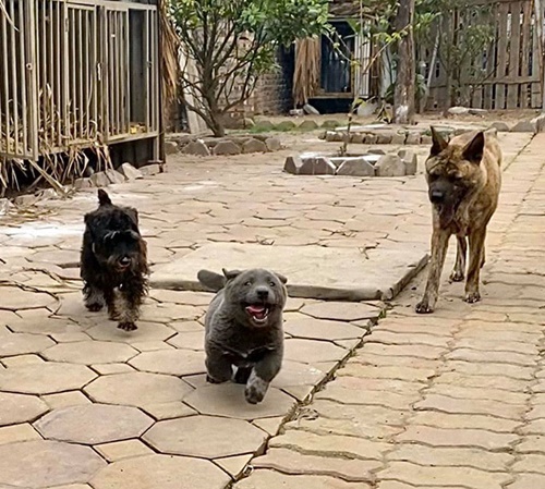 Dogilike.com :: Ǣ! ʧµǹǡѹ