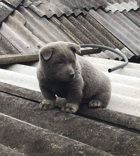 Dogilike.com :: Ǣ! ʧµǹǡѹ
