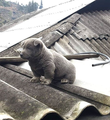 Dogilike.com :: Ǣ! ʧµǹǡѹ