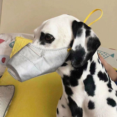 Dogilike.com :: չ觫˹ҡҡͧѹعѢ 蹵Դù!