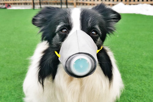 Dogilike.com :: չ觫˹ҡҡͧѹعѢ 蹵Դù!