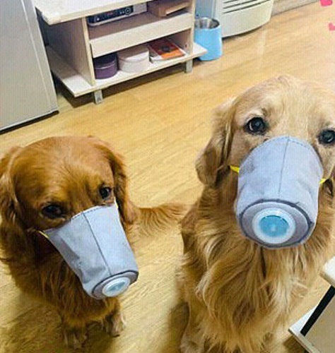 Dogilike.com :: չ觫˹ҡҡͧѹعѢ 蹵Դù!