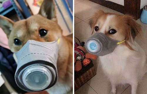 Dogilike.com :: չ觫˹ҡҡͧѹعѢ 蹵Դù!