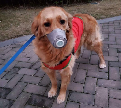 Dogilike.com :: չ觫˹ҡҡͧѹعѢ 蹵Դù!