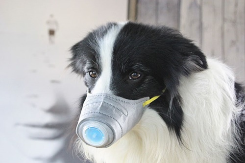 Dogilike.com :: չ觫˹ҡҡͧѹعѢ 蹵Դù!