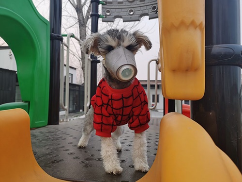 Dogilike.com :: չ觫˹ҡҡͧѹعѢ 蹵Դù!