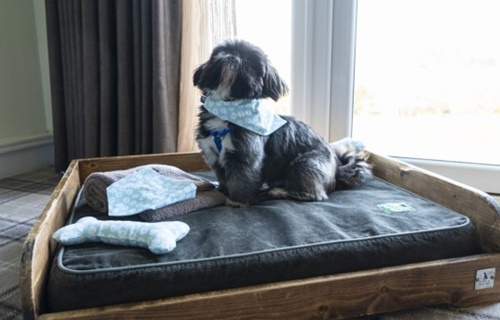 Dogilike.com :: çѧ꧵ٺҹҾѡ 1 ׹!