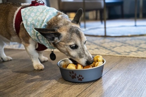 Dogilike.com :: çѧ꧵ٺҹҾѡ 1 ׹!