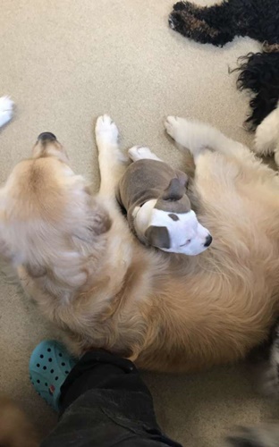 Dogilike.com :: ѡ͹!  Edna ͧҷͺ駵ǹ͹͹ٺ
