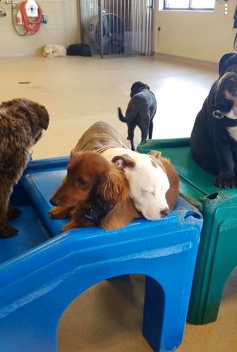 Dogilike.com :: ѡ͹!  Edna ͧҷͺ駵ǹ͹͹ٺ