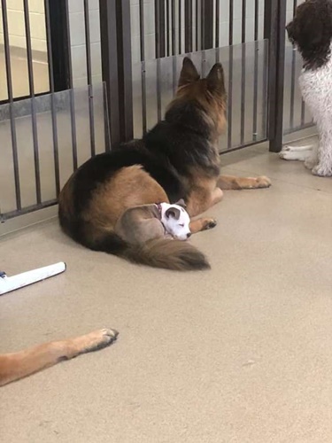 Dogilike.com :: ѡ͹!  Edna ͧҷͺ駵ǹ͹͹ٺ