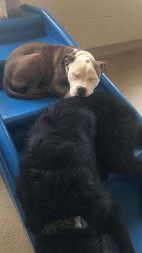 Dogilike.com :: ѡ͹!  Edna ͧҷͺ駵ǹ͹͹ٺ