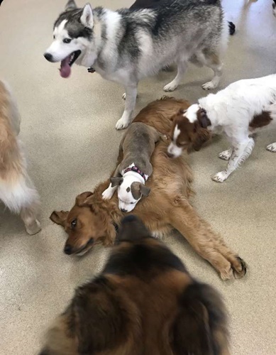 Dogilike.com :: ѡ͹!  Edna ͧҷͺ駵ǹ͹͹ٺ