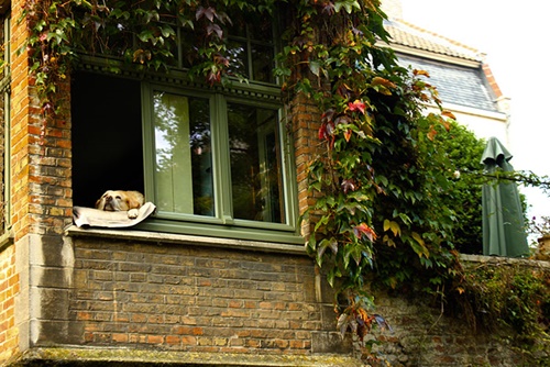 Dogilike.com :: ѡͧǴٻ¹ͧҢҧ˹ҵҧҡ!
