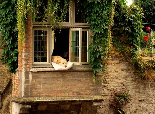Dogilike.com :: ѡͧǴٻ¹ͧҢҧ˹ҵҧҡ!