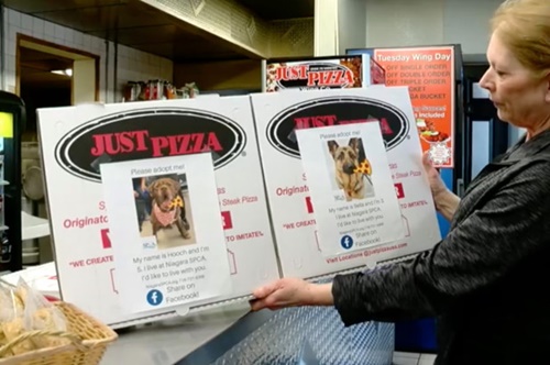 Dogilike.com :: ! ҹԫٻͧҺͧ Һҹ