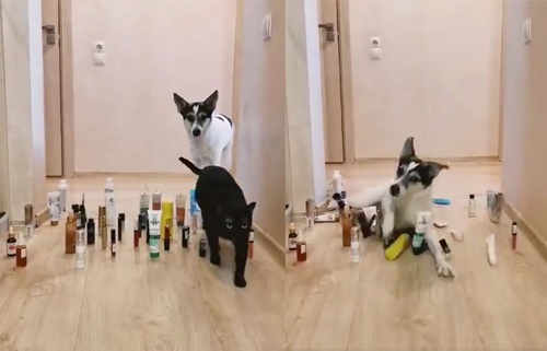 Dogilike.com ::  Źش! 觡մҧ ǡҷẺ